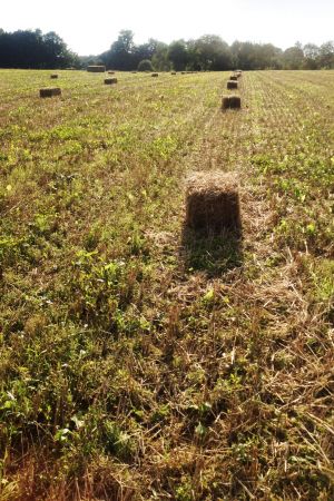 Holzfreunde aus Oldenburg - Strohballen